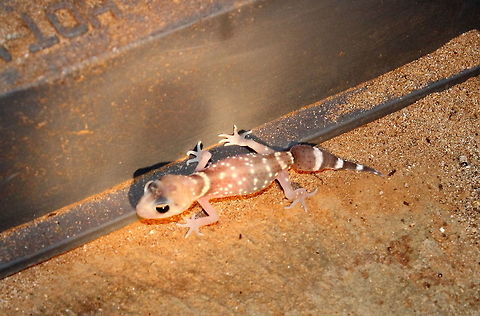 Thick Tailed Gecko Kangaroo Island Underwoodisaurus milii - Thick Tailed Gecko photographed on Kangaroo Island at Hanson Bay right outside the door of our cabin - nice! Australia,Gecko,Hanson Bay,Kangaroo Island,Thick Tailed Gecko,Underwoodisaurus milii