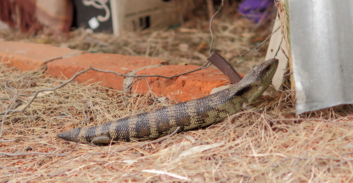 Blue Tongue Adelaide 18 Nov 2016 Tiliqua nigrolutea - Blue Tongued Lizard - as in my back-yard, Magill, Adelaide, South Australia.<br />
This individual popped out of the grass in front of me the other day with a suitor close at hand. Given their &quot;stance&quot; this one is female. She posed here for some tens of minutes with a warm Sun on a slightly cool morning.<br />
Pentax67 200mm Lens, Canon EOS Body. Adelaide,Blue-tongued Lizard,Magill,Pentax67,South Australia,Tiliqua nigrolutea