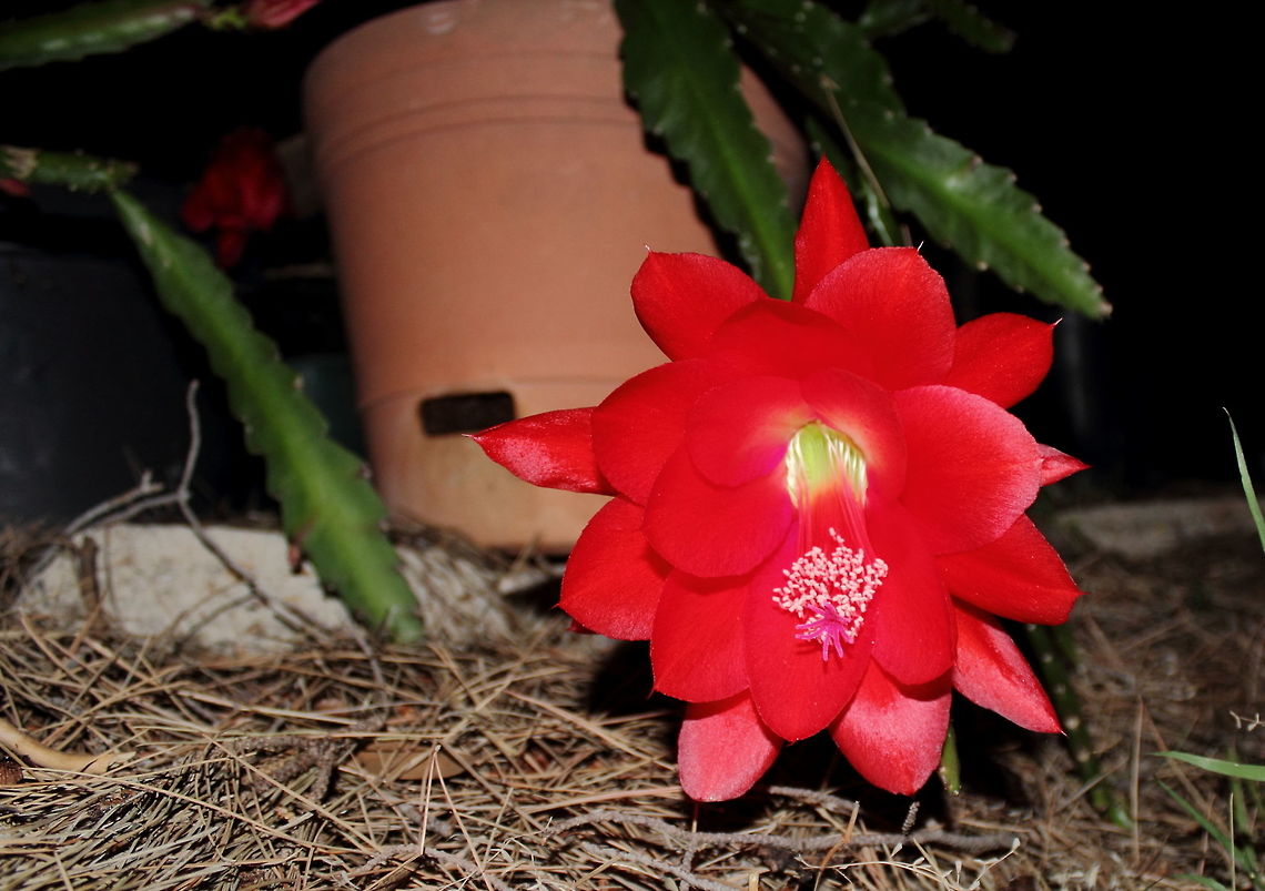 Red Hanging Cactus Appears to be a Schlumbergera spp. If anyone can help? Adelaide,Cactus,Schlumbergera,South Australia