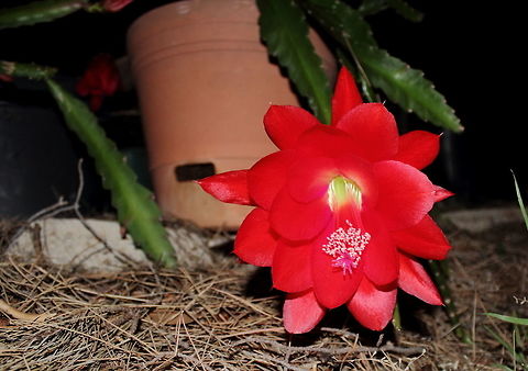Red Hanging Cactus Appears to be a Schlumbergera spp. If anyone can help? Adelaide,Cactus,Schlumbergera,South Australia