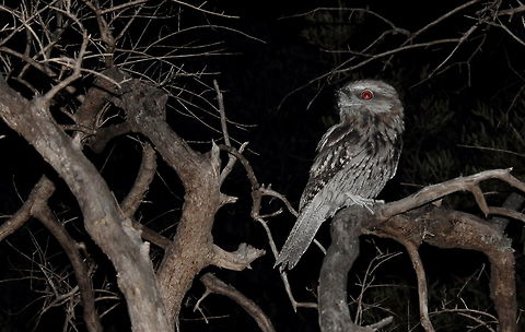 Tawny Frog Mouth  Bush walking at night around Auldana in Adelaide on 11 Dec 2016, came across this Podargus strigoides. It did not seem too concerned by me getting in close - great! Adelaide,Australia,Podargus strigoides,Tawny Frogmouth