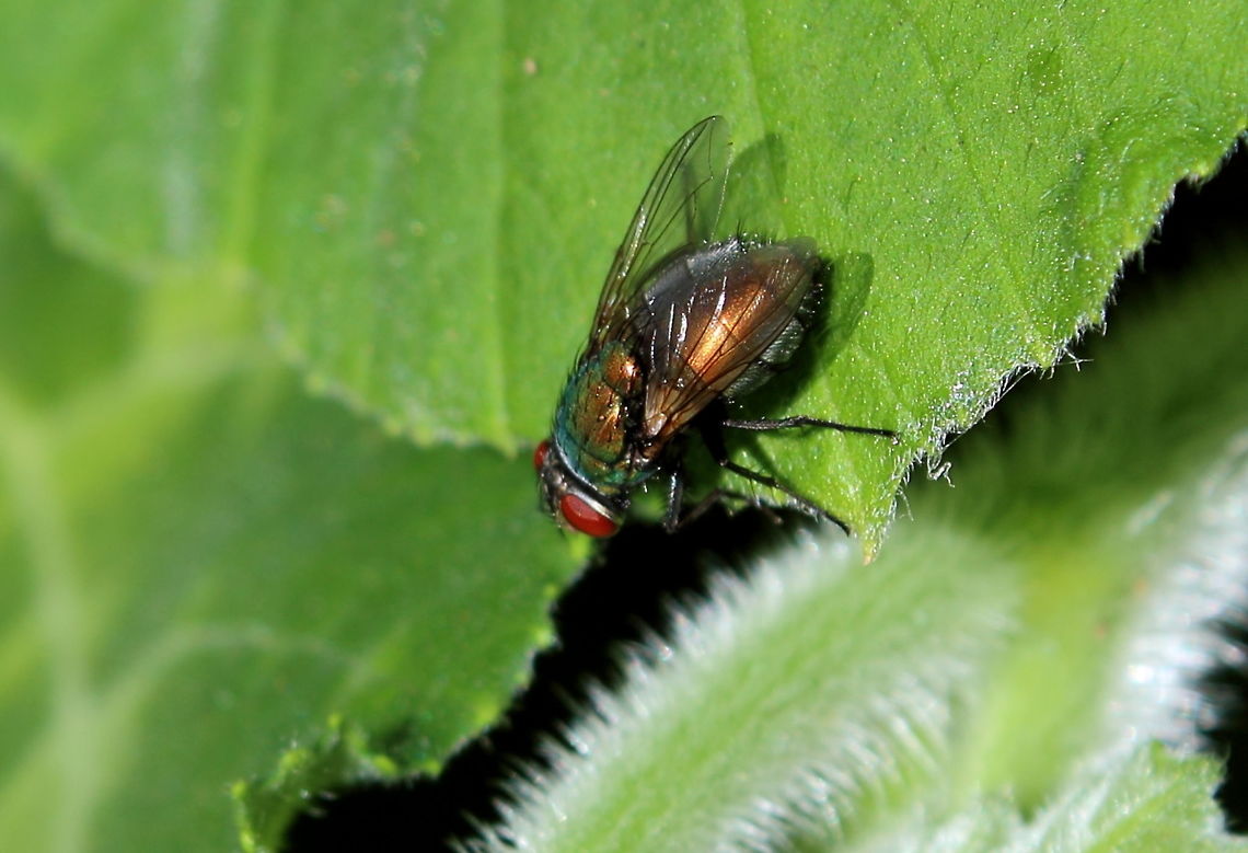 Green Bottle - Lucilia cuprina These flies are particularly difficult for sheep as they cause &quot;fly strike&quot;. Amazing colours, so metallic. Adelaide,Green Bottle,Lucilia cuprina,South Australia