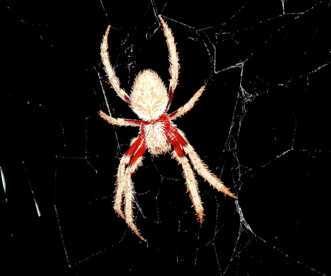 Eriophora transmarina Back Adelaide 16 Jan 2017 Garden Orb Weaver - I&#039;ve got these spiders *all* through my garden.<br />
Mid Summer January 11pm 24DegC Adelaide,Australian garden orb weaver spider,Eriophora transmarina,Garden Orb Weaver