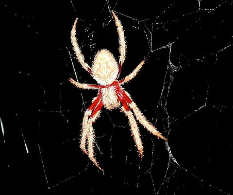 Eriophora transmarina Back Adelaide 16 Jan 2017 Garden Orb Weaver - I've got these spiders *all* through my garden.
Mid Summer January 11pm 24DegC Adelaide,Australian garden orb weaver spider,Eriophora transmarina,Garden Orb Weaver