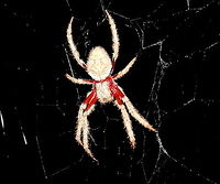 Eriophora transmarina Back Adelaide 16 Jan 2017 Garden Orb Weaver - I've got these spiders *all* through my garden.<br />
Mid Summer January 11pm 24DegC Adelaide,Australian garden orb weaver spider,Eriophora transmarina,Garden Orb Weaver