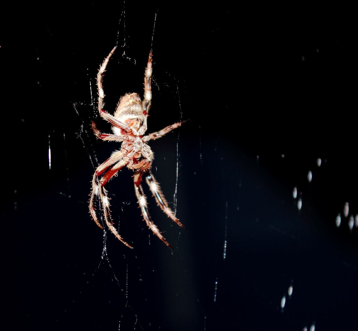 Eriophora transmarina Belly Garden Orb Weaver as from under the spider.<br />
Also see: <br />
<figure class="photo"><a href="https://www.jungledragon.com/image/48363/eriophora_transmarina_back_adelaide_16_jan_2017.html" title="Eriophora transmarina Back Adelaide 16 Jan 2017"><img src="https://s3.amazonaws.com/media.jungledragon.com/images/2762/48363_thumb.JPG?AWSAccessKeyId=05GMT0V3GWVNE7GGM1R2&Expires=1759968010&Signature=sp7dGF3l5IxEDAFOgwDNV%2BoUpGE%3D" width="200" height="168" alt="Eriophora transmarina Back Adelaide 16 Jan 2017 Garden Orb Weaver - I&#039;ve got these spiders *all* through my garden.<br />
Mid Summer January 11pm 24DegC Adelaide,Australian garden orb weaver spider,Eriophora transmarina,Garden Orb Weaver" /></a></figure> 16 Jan 2017,Australia,Australian garden orb weaver spider,Eriophora transmarina,Garden Orb Weaver.Adelaide