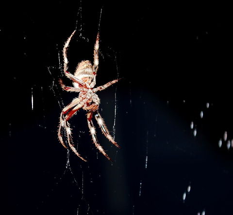 Eriophora transmarina Belly Garden Orb Weaver as from under the spider.
Also see: 
https://www.jungledragon.com/image/48363/eriophora_transmarina_back_adelaide_16_jan_2017.html 16 Jan 2017,Australia,Australian garden orb weaver spider,Eriophora transmarina,Garden Orb Weaver.Adelaide