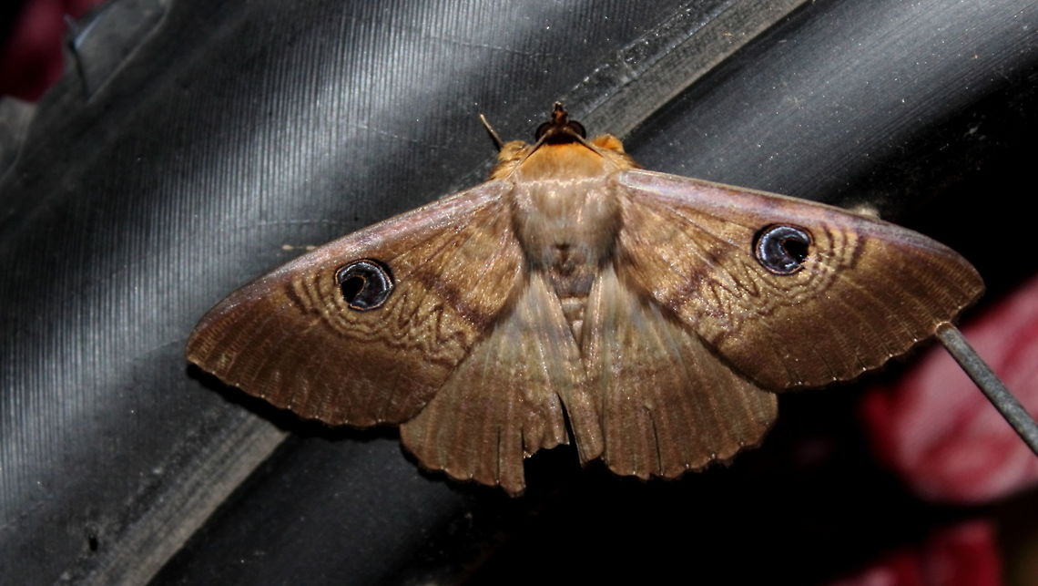 Dasypodia selenophora 17 Jan 2017 This &quot;girl&quot; was flying around my bbq area tonight (16 Jan 2017), warm night forecast minimum is 22DegC.<br />
You can get some scale - she is on a 27.5 MtBike rim with 2.0 Inch tyre. 16 Jan 2017,Adelaide,Dasypodia selenophora,South Australia,Southern Old Lady Moth