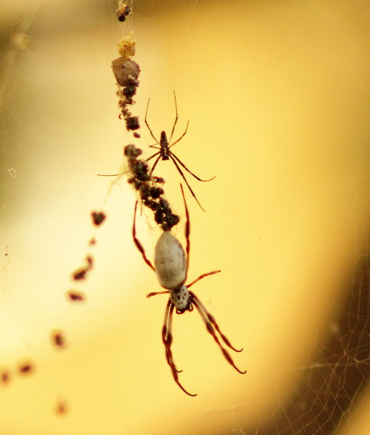 Nephila edulis 3 Feb_2017 Three of these big girls in my back yard now, this one has a guy trying to get in.<br />
You will note you can see her back but his belly.<br />
This guy is big and she is still (all three actually) small, normally the male is puny in comparison.<br />
Pentax67 105mm Canon EOS600 Nephila edulis,Pentax67,adelaide,australia,golden orb weaver