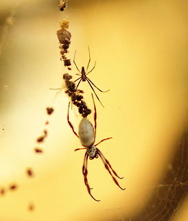 Nephila edulis 3 Feb_2017 Three of these big girls in my back yard now, this one has a guy trying to get in.
You will note you can see her back but his belly.
This guy is big and she is still (all three actually) small, normally the male is puny in comparison.
Pentax67 105mm Canon EOS600 Nephila edulis,Pentax67,adelaide,australia,golden orb weaver