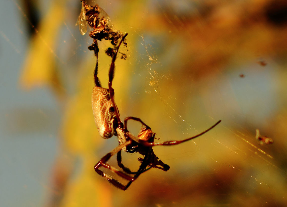 Nephila edulis 3 Feb 2017 Golden Orb Weaving Spider - Adelaide, South Australia.<br />
One of three that have appeared in my back yard this summer. 2017,Adelaide,Australia,Golden Orb Weaving Spider,Nephila edulis,Pentax67