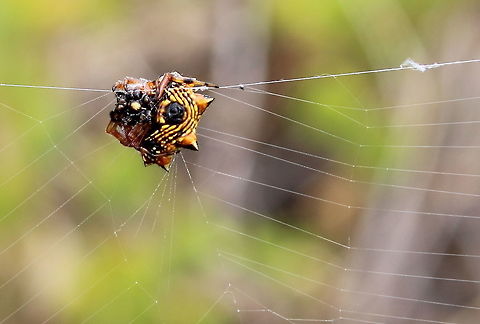 Spiny Orb weaver Austracantha minax Jan 2017, along the Coorong South Australia - hundreds of these spiders in the small area we dropped in on. 2017,Austracantha minax,Coorong,South Australia,Spiny Orb weaver