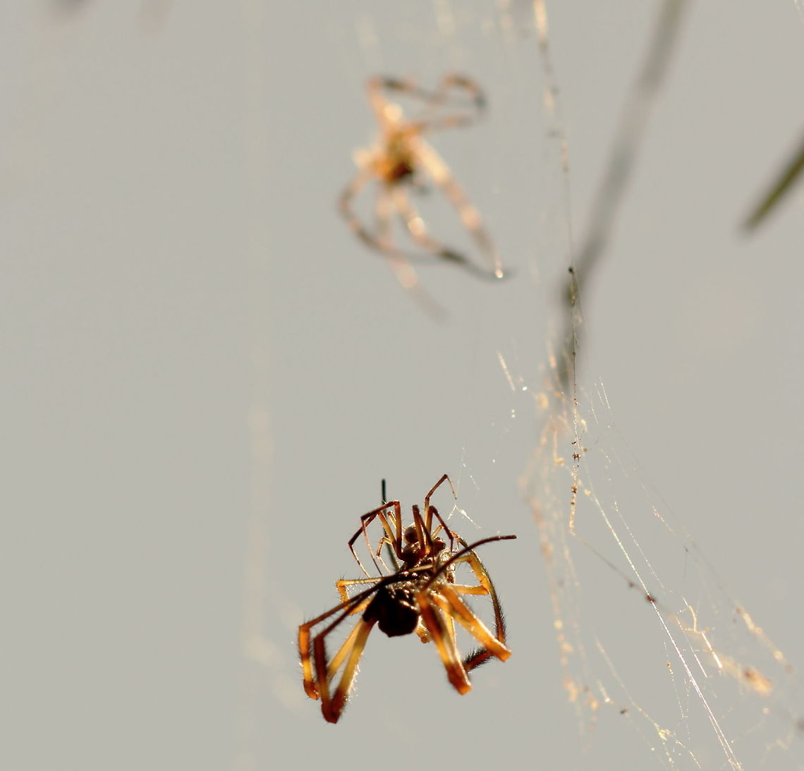 Golden Orb Weavers Female and Male Golden Orb Weavers getting close and personal. I noticed these two the day before and got some video of the male repeatedly touching and caressing the female. I thought he was pretty brave as she was just sitting there and he was jumping away everytime she moved. Normally the males take their chance when she has some prey in her mouth. The next day I was surprised to see &quot;another female&quot; on the web which of course was her molt. No doubt she was less aggressive as she was molting so he could take his chance.<br />
Canon EOS body, Pentax67 105mm lens Adelaide,Golden Orb Weaver,Nephila edulis,Pentax67,South Australia