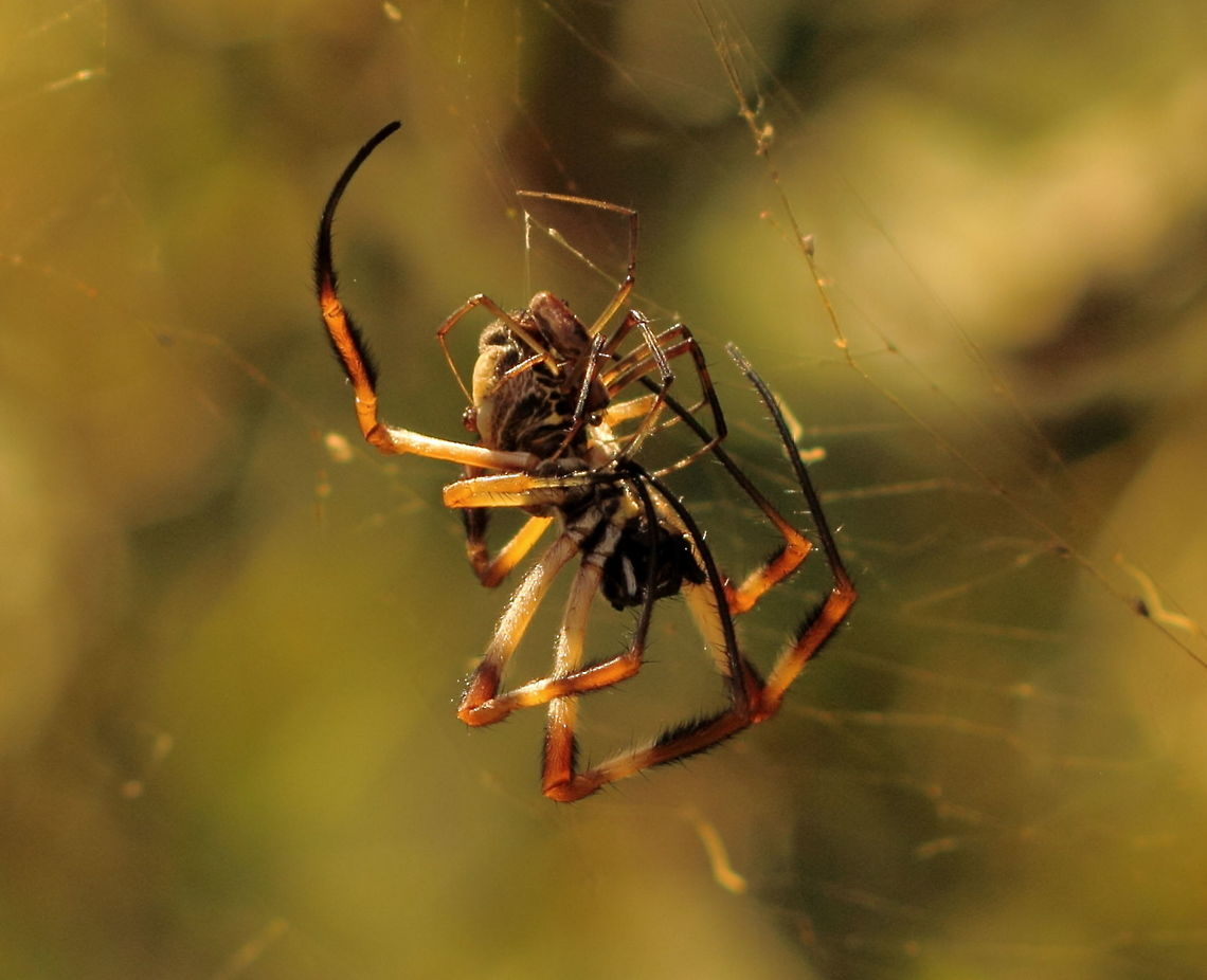 Golden Orb Weavers Female and Male Another angle of our amorous pair. Adelaide,Golden Orb Weaver,Nephila edulis,Pentax67,South Australia