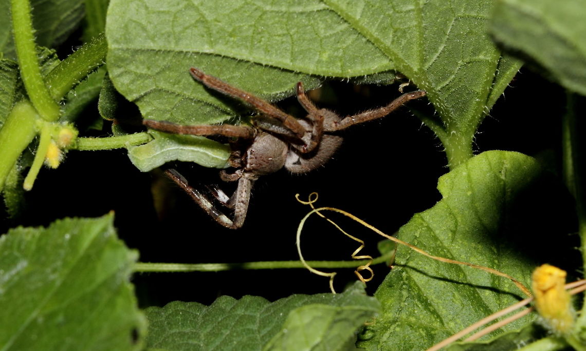 Huntsman & Caterpillar Found a Huntsman Spider in my pumpkin patch predating a caterpillar.<br />
Yeah! Natural pest control!<br />
Sparassidae species maybe salacius.<br />
Adelaide, South Australia, 22 Feb 2017 night. Adelaide,Huntsman Spider,South Australia,Sparassidae