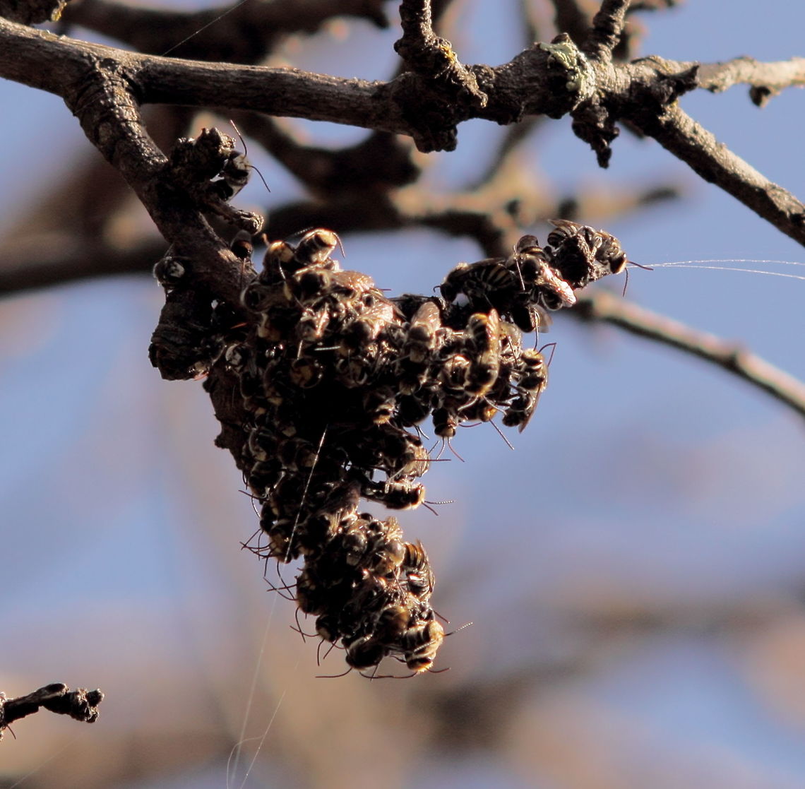 Lipotriches satelles 24 Feb 2017 These cuties are in my back yard again. A bit higher this time so I can't get the macro lens onto them, I stood back with a telephoto (Pentax67 200mm). 24 Feb 2017,Adelaide,Lipotriches satelles,Pentax67,South Australia