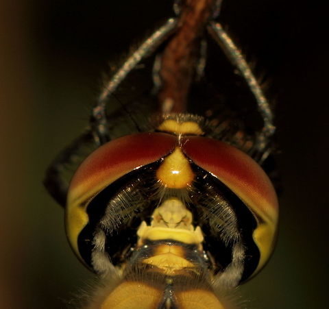 Dragon Fly Head Rear View Found this medium sized dragon fly roosting at night.
Just love the way the eyes curve at the rear - they really do have eyes in the back of their heads!
Pentax67 55mm, extension tube. Hemicordulia tau,Tau emerald,adelaide,dragon fly,pentax67,south australia