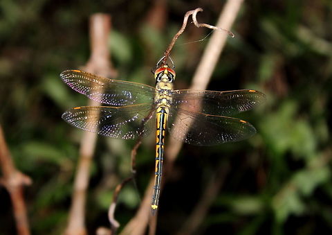 Hemicordulia tau Adelaide 28 Feb 2017 Found this one roosting at night in my back yard. Adelaide,Hemicordulia tau,South Australia,Tau emerald