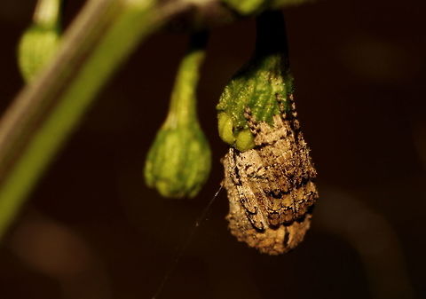 Tree Stump Spider Poltys spp ?
Ref: http://www.arachne.org.au/01_cms/details.asp?ID=2518
As in my garden in Adelaide, South Australia, 26 Mar 2017 - sitting on a Trinidad Moruga Red Scorpion flower bud.
Rear view here:
https://www.jungledragon.com/image/49443 Adelaide,Australia,Pentax67,Tree Stump Spider