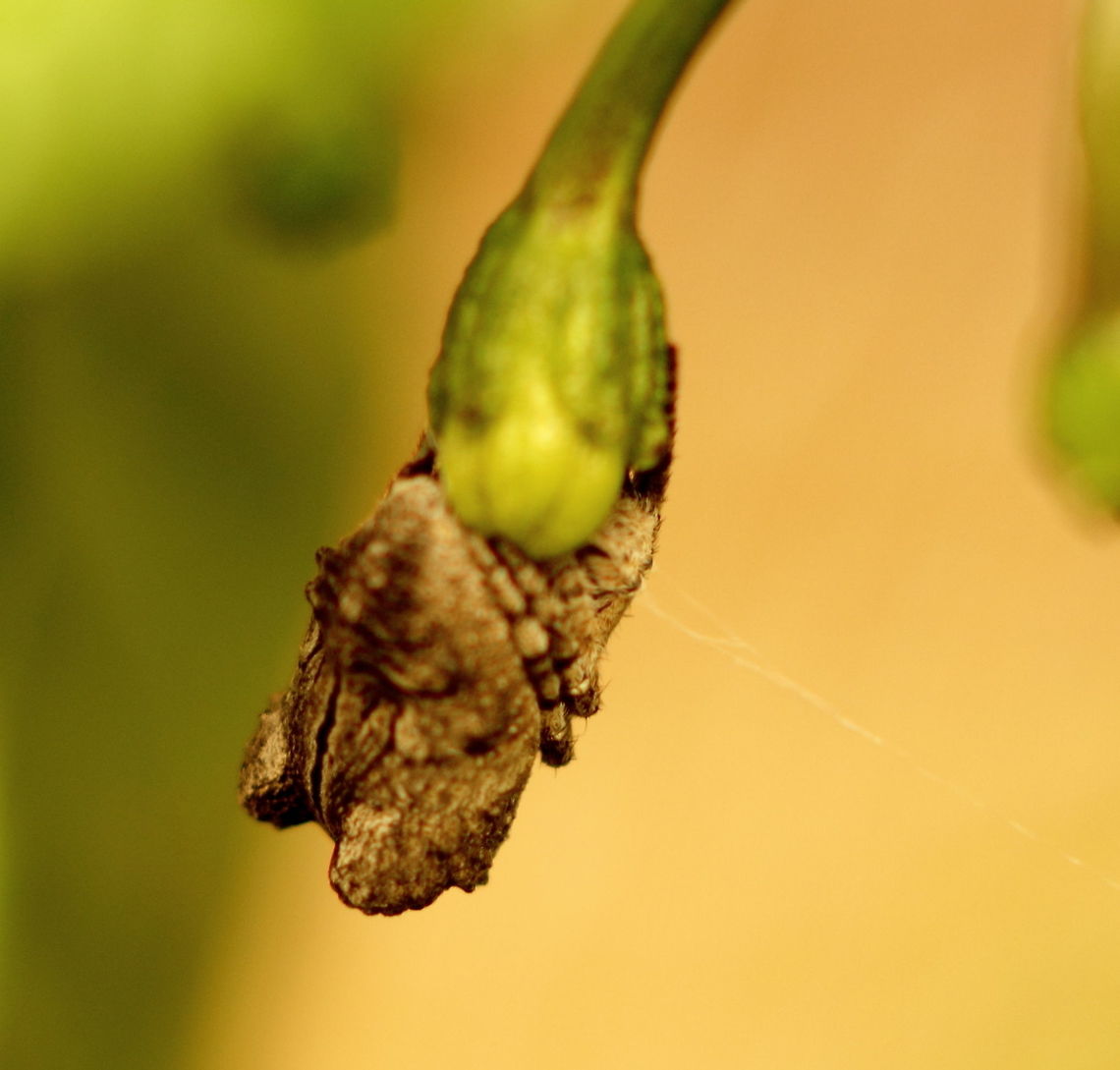 Tree Stump Spider Rear view of the same spider as here:<br />
<figure class="photo"><a href="https://www.jungledragon.com/image/49442/tree_stump_spider.html" title="Tree Stump Spider"><img src="https://s3.amazonaws.com/media.jungledragon.com/images/2762/49442_thumb.JPG?AWSAccessKeyId=05GMT0V3GWVNE7GGM1R2&Expires=1770854410&Signature=5oLyKgoC4z3eFCKUWTHY1iJUJW8%3D" width="200" height="142" alt="Tree Stump Spider Poltys spp ?<br />
Ref: http://www.arachne.org.au/01_cms/details.asp?ID=2518<br />
As in my garden in Adelaide, South Australia, 26 Mar 2017 - sitting on a Trinidad Moruga Red Scorpion flower bud.<br />
Rear view here:<br />
https://www.jungledragon.com/image/49443 Adelaide,Australia,Pentax67,Tree Stump Spider" /></a></figure> Adelaide,Pentax67,Poltys,South Australia,Tree Stump Spider