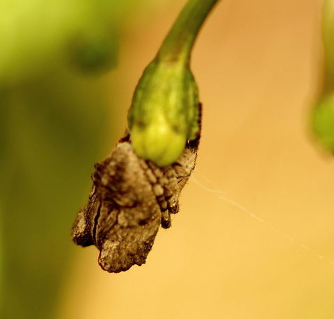 Tree Stump Spider Rear view of the same spider as here:
https://www.jungledragon.com/image/49442/tree_stump_spider.html Adelaide,Pentax67,Poltys,South Australia,Tree Stump Spider