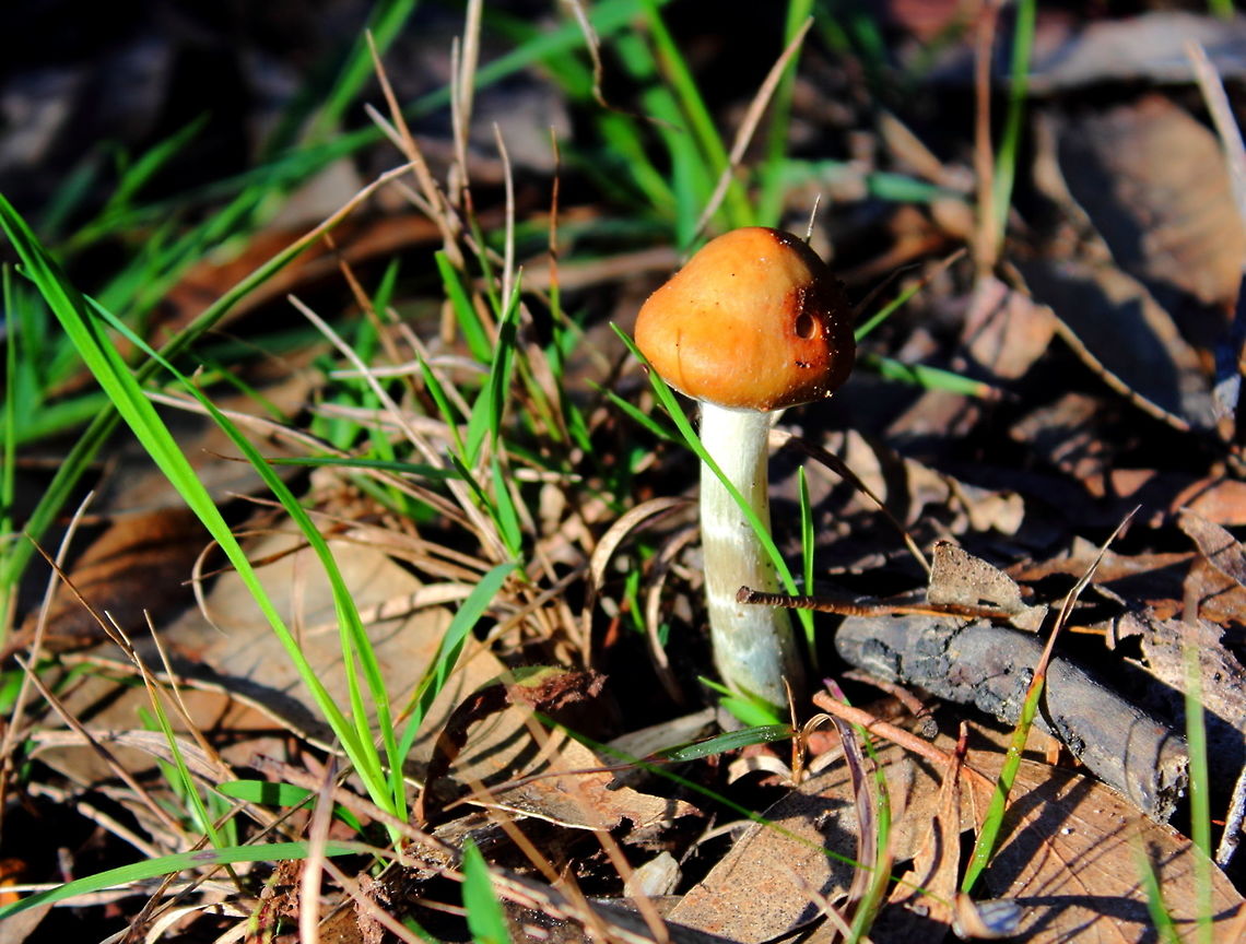 Gold Top Adelaide Hills Winter here in South Australia 2 July 2017, been pretty dry. Bush walking in the Adelaide Hills.<br />
A little surprised to find Gold Tops a Psilocybe spp. Psilocybe cubensis maybe if someone could help id. Adelaide Hills,Gold Top,Psilocybe,Psilocybe cubensis,South Australia,fungi,winter