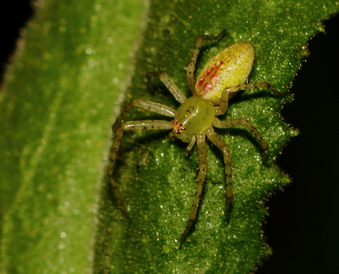 Green Lynx - Peucetia Spp Adelaide spring 2017, have had these living on this plant in my front yard a few years now.<br />
Found a reference here: <a href="http://biocache.ala.org.au/occurrences/31b80833-df91-410c-927f-8c94a52b0474" rel="nofollow">http://biocache.ala.org.au/occurrences/31b80833-df91-410c-927f-8c94a52b0474</a> Adelaide,Green Lynx,Green lynx spider,Pentax67,Peucetia,South Australia