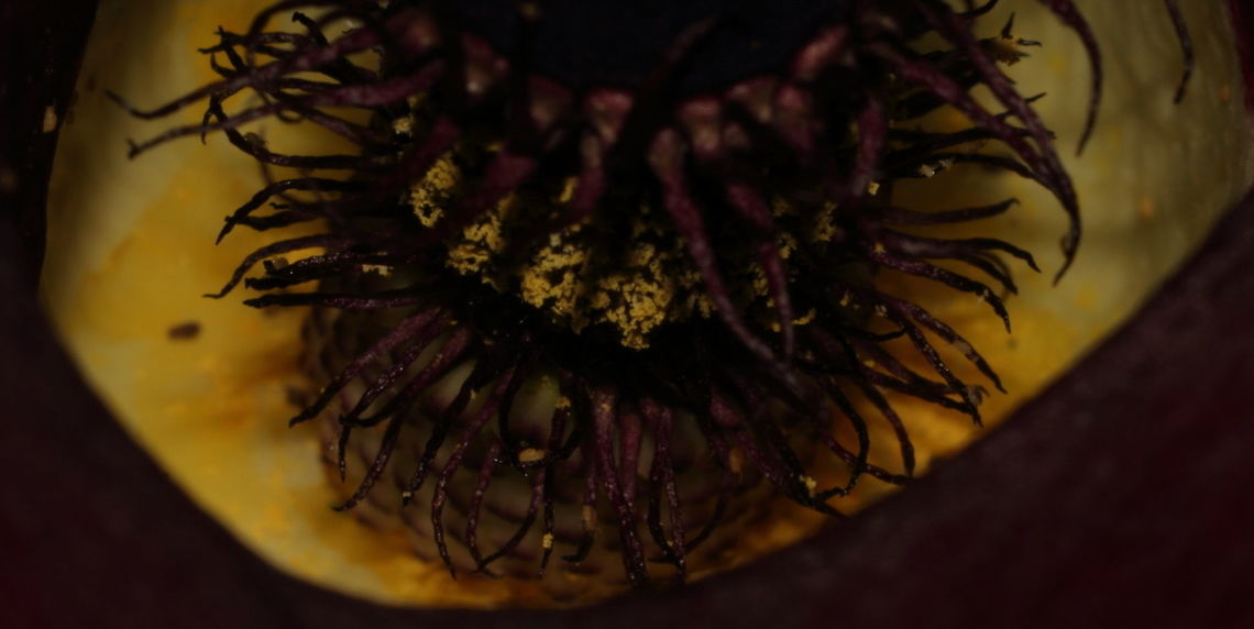 Purple Stink Lily Spiders Not sure of the species of lily. Found some similar plants (Dragon Flower) but the leaf structure was quite different. Mine has a leaf much more like an Arum Lily (Zantedeschia aethiopica) which I also have growing here.<br />
If you look carefully you will note a number of very small (not well focused) spiders lurking. I was a little surprised, never noticed them when I took the photo.<br />
<br />
Wider field view of the plant here: <a href="https://www.jungledragon.com/image/53688" rel="nofollow">https://www.jungledragon.com/image/53688</a><br />
<br />
Spring Adelaide 2017. 2017,Arum palaestinum,adelaide,black,lily,purple,spider,spring