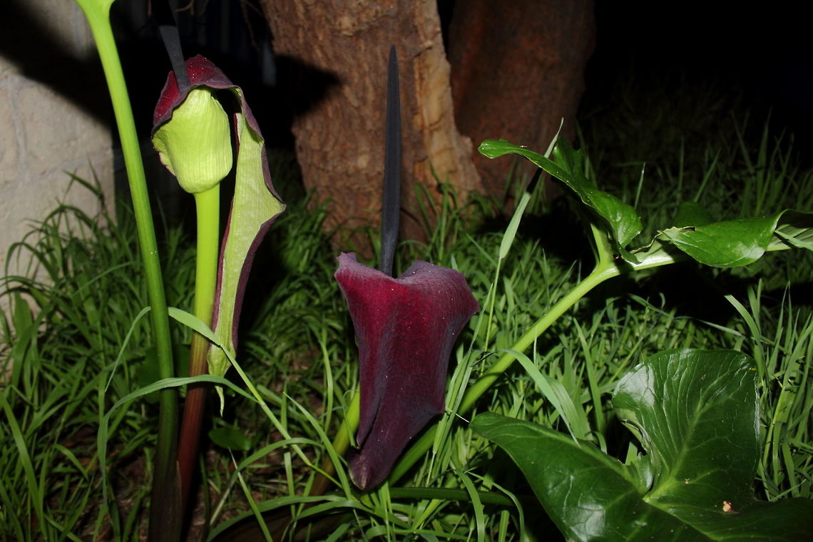 Purple Stink Lily Over View Purple Stink Lily - Adelaide, South Australia Spring 2017.<br />
Inside the bell flower I noticed a small population of tiny spiders.<br />
Actually the &quot;stink&quot; is much more of a musk akin to mushroom, or so I thought.<br />
<br />
Macro: <figure class="photo"><a href="https://www.jungledragon.com/image/53687/purple_stink_lily_spiders.html" title="Purple Stink Lily Spiders"><img src="https://s3.amazonaws.com/media.jungledragon.com/images/2762/53687_thumb.JPG?AWSAccessKeyId=05GMT0V3GWVNE7GGM1R2&Expires=1759968010&Signature=cfkkm9Xcq5SZ6XcbeDw5j51F%2FLA%3D" width="200" height="102" alt="Purple Stink Lily Spiders Not sure of the species of lily. Found some similar plants (Dragon Flower) but the leaf structure was quite different. Mine has a leaf much more like an Arum Lily (Zantedeschia aethiopica) which I also have growing here.<br />
If you look carefully you will note a number of very small (not well focused) spiders lurking. I was a little surprised, never noticed them when I took the photo.<br />
<br />
Wider field view of the plant here: https://www.jungledragon.com/image/53688<br />
<br />
Spring Adelaide 2017. 2017,Arum palaestinum,adelaide,black,lily,purple,spider,spring" /></a></figure> 2017,Arum palaestinum,Purple Stink Lily,adelaide,lily,south australia,spring,stink