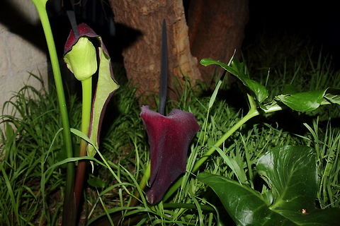 Purple Stink Lily Over View Purple Stink Lily - Adelaide, South Australia Spring 2017.
Inside the bell flower I noticed a small population of tiny spiders.
Actually the "stink" is much more of a musk akin to mushroom, or so I thought.

Macro: https://www.jungledragon.com/image/53687/purple_stink_lily_spiders.html 2017,Arum palaestinum,Purple Stink Lily,adelaide,lily,south australia,spring,stink