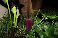 Purple Stink Lily Over View Purple Stink Lily - Adelaide, South Australia Spring 2017.<br />
Inside the bell flower I noticed a small population of tiny spiders.<br />
Actually the "stink" is much more of a musk akin to mushroom, or so I thought.<br />
<br />
Macro: https://www.jungledragon.com/image/53687/purple_stink_lily_spiders.html 2017,Arum palaestinum,Purple Stink Lily,adelaide,lily,south australia,spring,stink