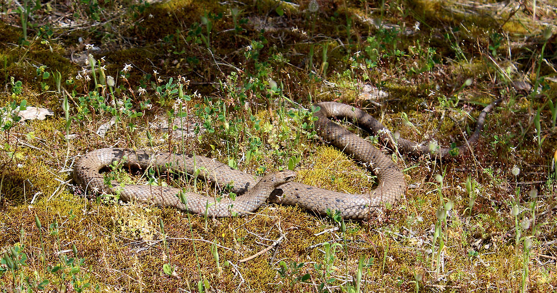 Brown Snake Innes National Park Walking by Snow Lake Innes National Park  - October 2017.<br />
Stumbled upon this Brown Snake sunning on some lush moss. Australia,Eastern brown snake,Geotagged,Pseudonaja textilis,Spring,brown snake,innes national park,south australia