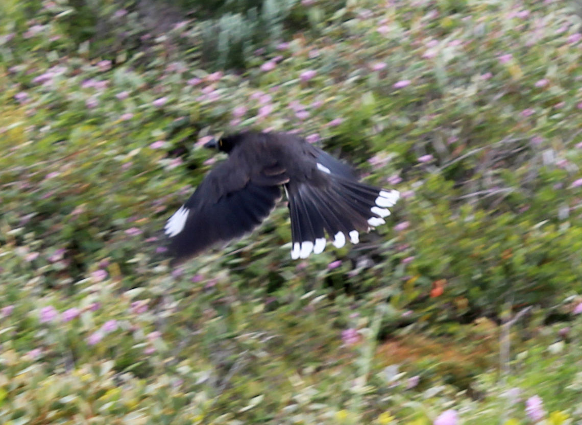 Grey Currawong in Flight Grey Currawong - Marion Bay Oct 2017 Australia,Geotagged,Grey Currawong,Grey currawong,Marion Bay,Spring,Strepera versicolor,south australia.mushroom