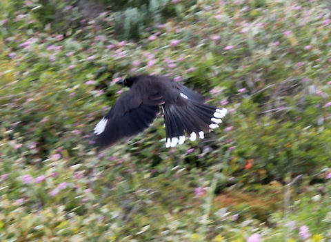 Grey Currawong in Flight Grey Currawong - Marion Bay Oct 2017 Australia,Geotagged,Grey Currawong,Grey currawong,Marion Bay,Spring,Strepera versicolor,south australia.mushroom