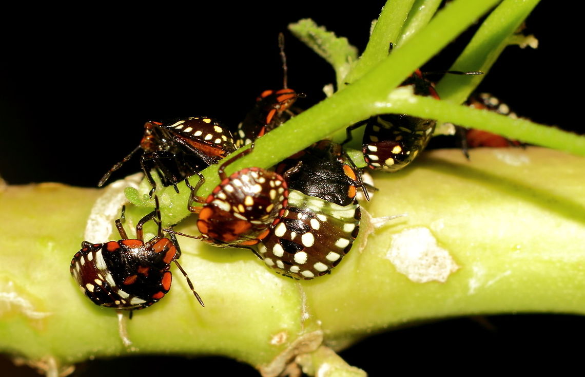 Nezara viridula nymph Nezara viridula nymph Adelaide Nov 2017<br />
Noticed these in my garden today, seems they are a pest. The adult is a green stink bug. Nezara viridula,Pentax67,South Australia,Southern green stink bug,nymph