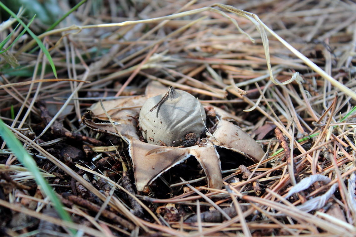 Geastrum triplex Jan 2018 South Australia Geastrum triplex as found in my garden in Adelaide. Summer January 2018.<br />
Growing near my compost pile under my rather large pine tree. Geastrum triplex,South Australia,collared earthstar