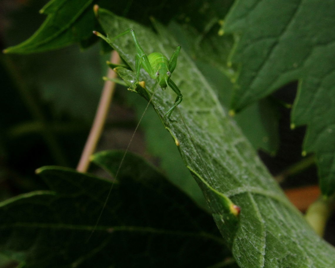 katydid Seems to be Caedicia simplex - Common Garden Katydid.<br />
As found in my grape vine, 2 Jan 2018 in Adelaide South Australia.<br />
This one is still small a nymph, there was a larger one as well but this was the better photo. Caedicia simplex,Common Garden Katydid,South Australia