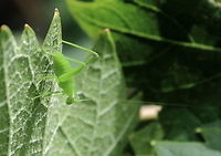 katydid_v2 Uploaded at request for ID purposes.<br />
Please see: https://www.jungledragon.com/image/56167/katydid.html<br />
 South Australia,katydid