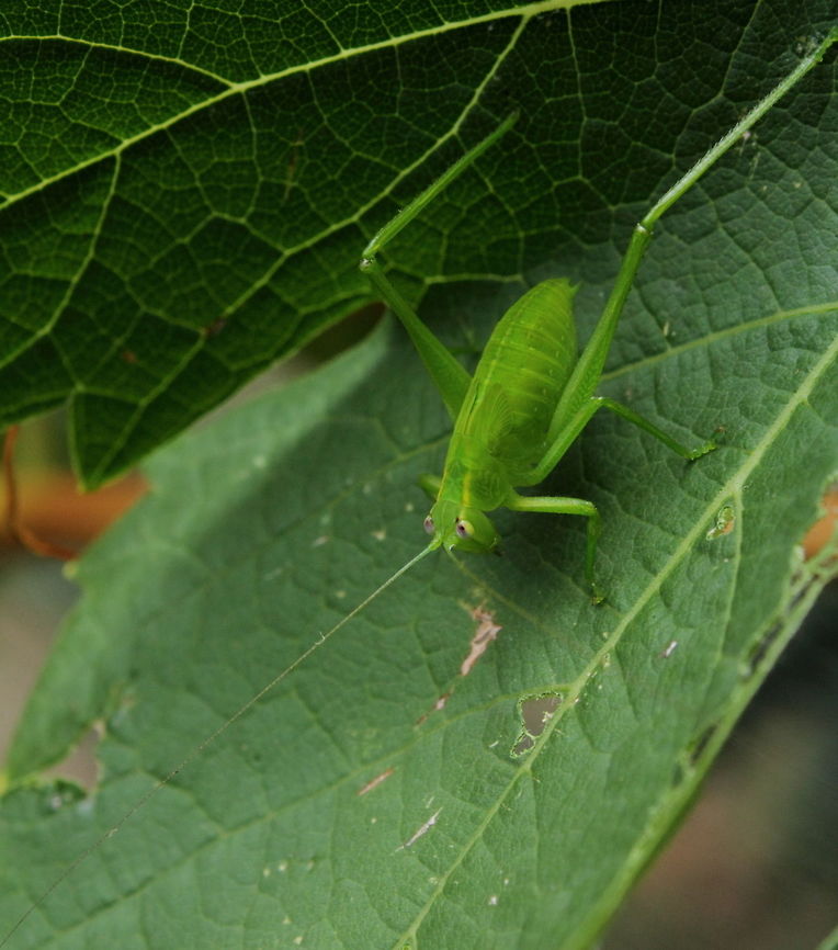 katydid_v3 The larger individual seen.<br />
Please seeL<br />
<figure class="photo"><a href="https://www.jungledragon.com/image/56167/katydid.html" title="katydid"><img src="https://s3.amazonaws.com/media.jungledragon.com/images/2762/56167_thumb.JPG?AWSAccessKeyId=05GMT0V3GWVNE7GGM1R2&Expires=1770854410&Signature=rX5Abih2nqE8AK1%2BOVoDGIW4O%2FY%3D" width="200" height="162" alt="katydid Seems to be Caedicia simplex - Common Garden Katydid.<br />
As found in my grape vine, 2 Jan 2018 in Adelaide South Australia.<br />
This one is still small a nymph, there was a larger one as well but this was the better photo. Caedicia simplex,Common Garden Katydid,South Australia" /></a></figure><br />
<figure class="photo"><a href="https://www.jungledragon.com/image/56168/katydid_v2.html" title="katydid_v2"><img src="https://s3.amazonaws.com/media.jungledragon.com/images/2762/56168_thumb.JPG?AWSAccessKeyId=05GMT0V3GWVNE7GGM1R2&Expires=1770854410&Signature=RBjEBbHWhLuZnrHZWjxuPX71n1k%3D" width="200" height="142" alt="katydid_v2 Uploaded at request for ID purposes.<br />
Please see: https://www.jungledragon.com/image/56167/katydid.html<br />
 South Australia,katydid" /></a></figure>