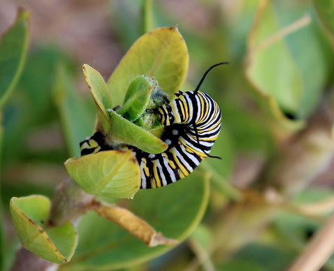 Monarch Caterpillar Found this one up on top of the big hill as heading up the coast -  March 2018 Second Valley Australia,Danaus plexippus,Geotagged,Monarch Caterpillar,Monarch butterfly,Second Valley,South Australia,Summer