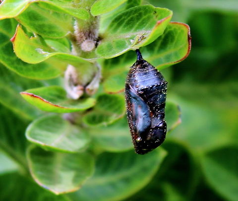 Monarch Chrysalis Adelaide 16 Spet 2018 Spotted this whilst on a morning walk. Adelaide,Danaus plexippus,Monarch butterfly,South Australia