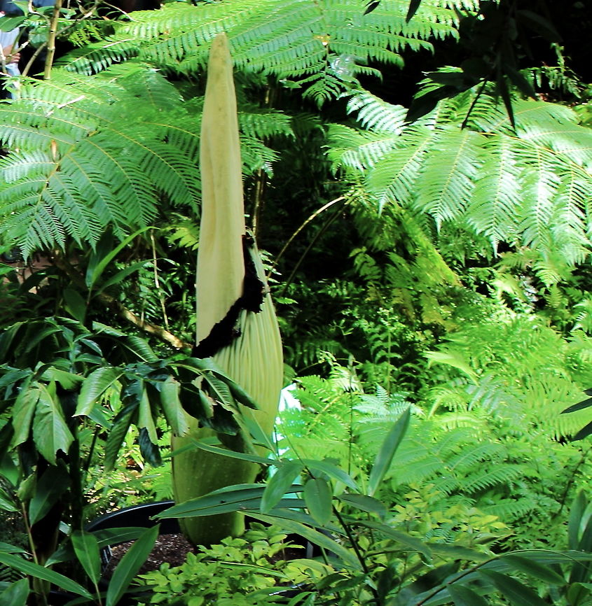 Corpse Flower - Adelaide Oct 2018 Adelaide - Botanic Gardens - yep smelled like off meat .. Amorphophallus titanum