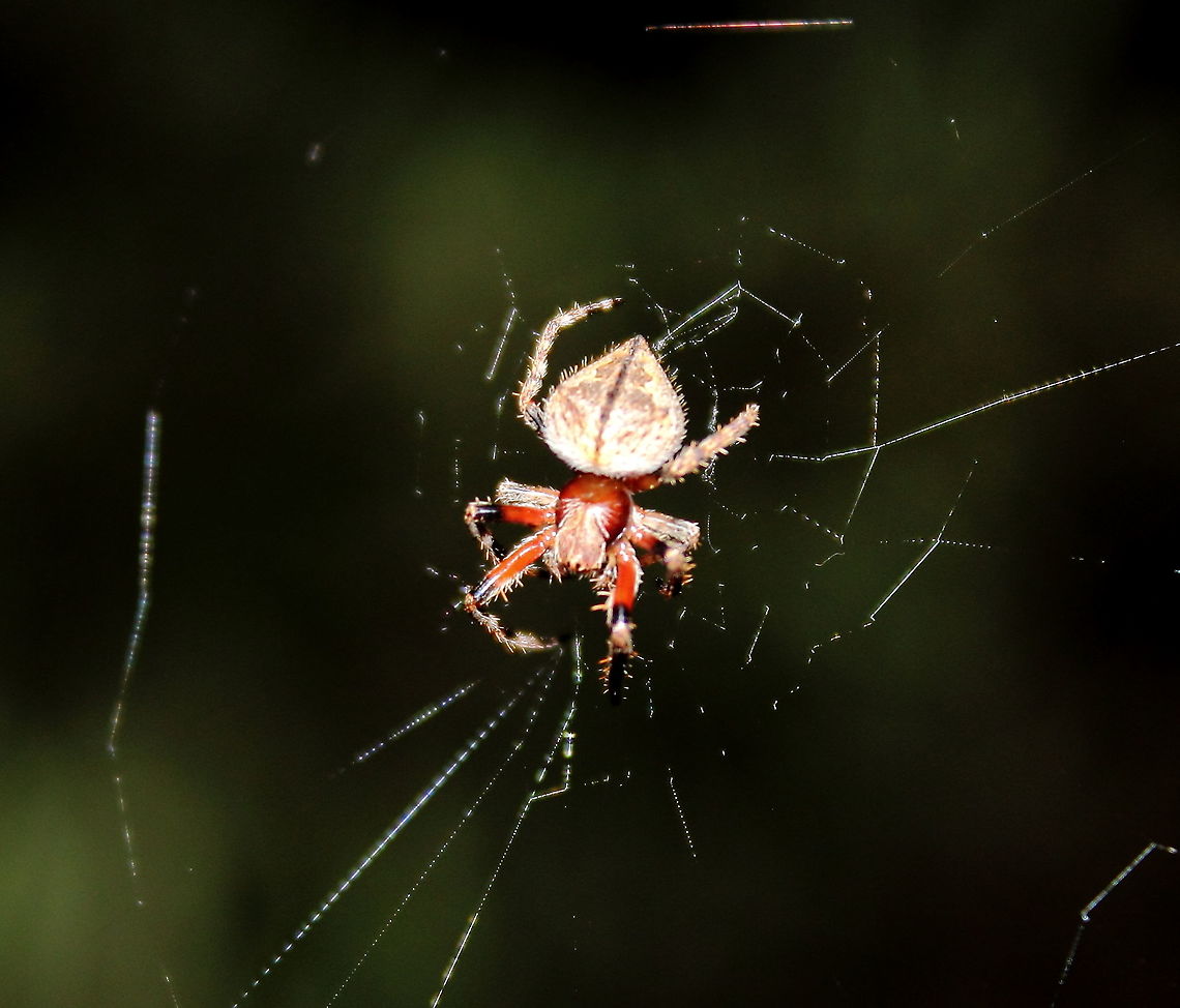 Australian Garden Orb Weaver Spider Spring in Adelaide, this one is still pretty small as most are, in my garden at least. Australian garden orb weaver spider,Eriophora transmarina