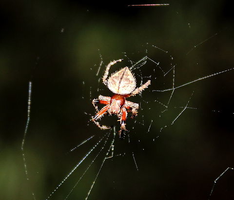 Australian Garden Orb Weaver Spider Spring in Adelaide, this one is still pretty small as most are, in my garden at least. Australian garden orb weaver spider,Eriophora transmarina