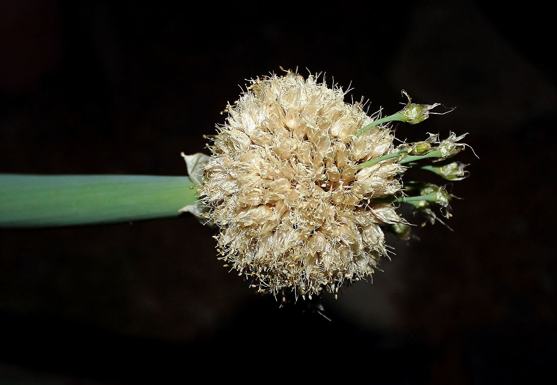 Onion Flower Head Adelaide Spring - this onion flower head is hanging horizontal to the ground.. Allium cepa,Onion,adelaide,onion,spring