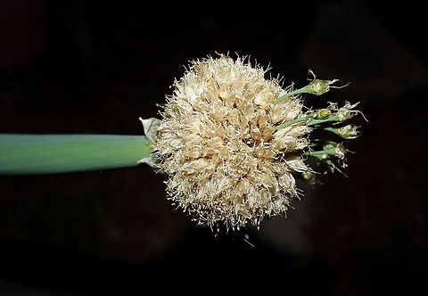 Onion Flower Head Adelaide Spring - this onion flower head is hanging horizontal to the ground.. Allium cepa,Onion,adelaide,onion,spring