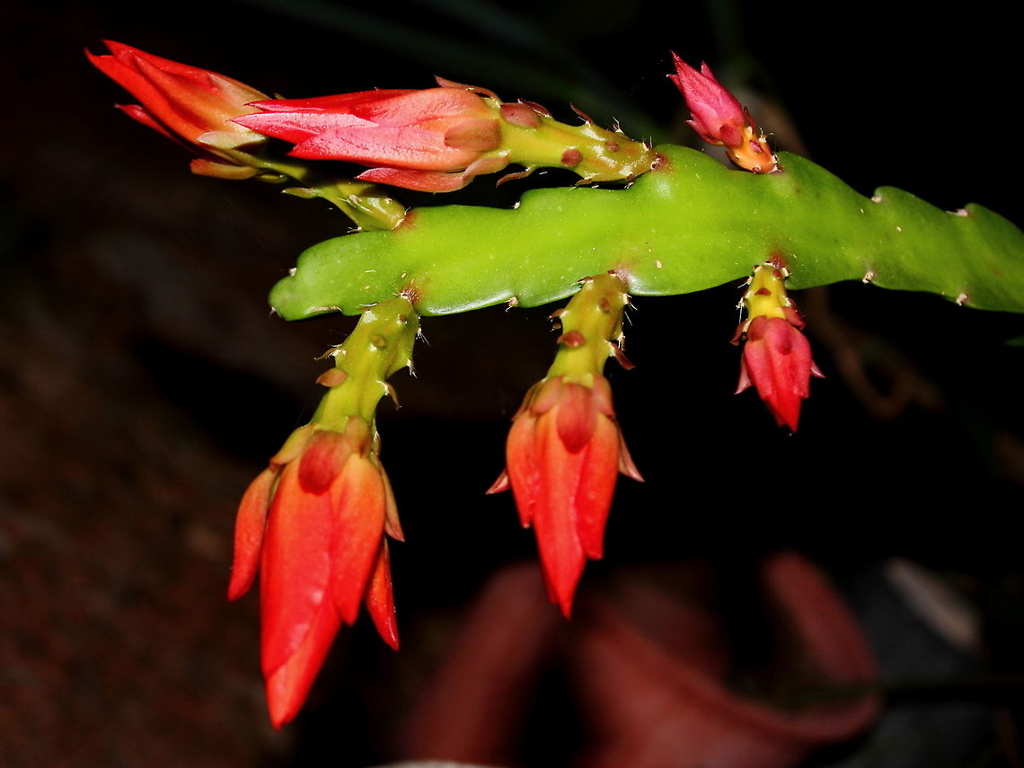 Schlumbergera spp My Schlumbergera spp are just about to go mad with flowers - lots of buds! Schlumbergera spp,adelaide,brazil,cactus