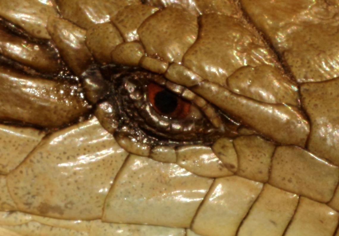 Blue Tongue Lizards Have Red Eyes My front yard today 5 Nov 2019.<br />
This girl is a regular, I have seen her for a few years now.<br />
Very distinctive as she lost her tail a few years back, it has not yet fully grown out.<br />
How do I know she is a girl - less decisive but she seems to get chased by other blue-tongues... that kind of thing.. Blotched Blue-tongued Lizard,Tiliqua nigrolutea,adelaide,australia,blue-tongue