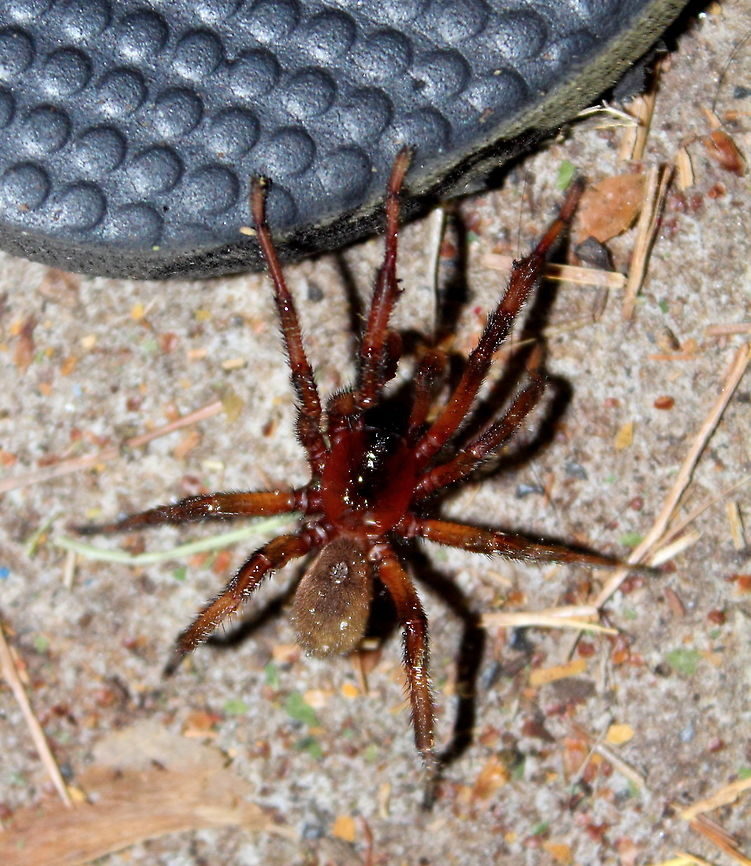 Adelaide Trap Door Spider Blakistonia aurea<br />
<br />
This one was heading towards my back door about to tackle my thongs.<br />
A bit of heavy rain this evening and that is when they come out, best to avoid those dasyurids and other such predators. Adelaide Trap Door Spider,Adelaide trapdoor spider,Blakistonia aurea,south australia