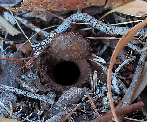 Adelaide Trap Door Spider - Trap Door Open These doors normally fall shut, this one held open by itself - nice for my photo! Adelaide trapdoor spider,Blakistonia aurea